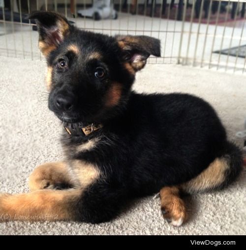 Piper the German Shepherd at 9 weeks.