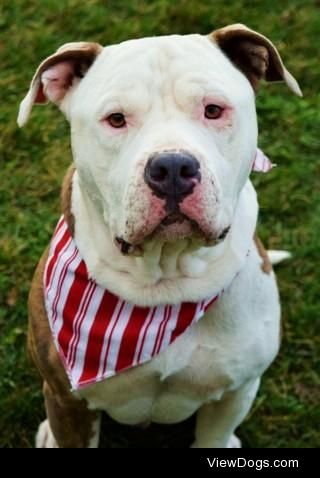 Jake
Pit Bull Terrier • Adult • Male • Large
East County Animal…