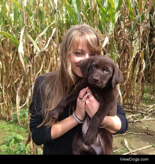 my friend’s chocolate lab Banjo