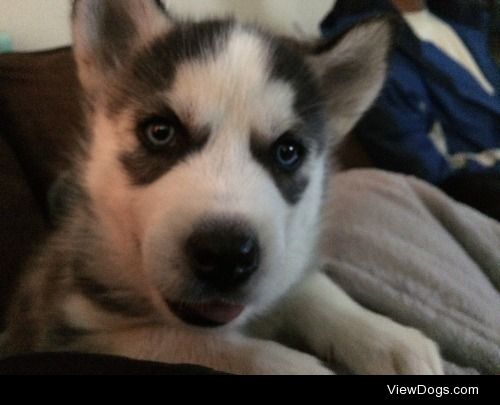 Bulma, 6 week old Siberian husky Puppy