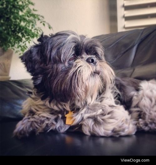 Freddy
Shihtzu • Adult • Male • Small