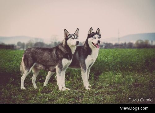 A Pair Of Siberian Husky


Gabby Deac