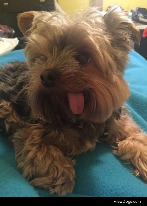 My dog Samuel. He is a 2 year old Yorkie with an affinity for…