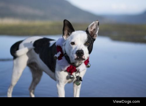 Morning Christmas hike with Lieutenant Dan, a border collie…