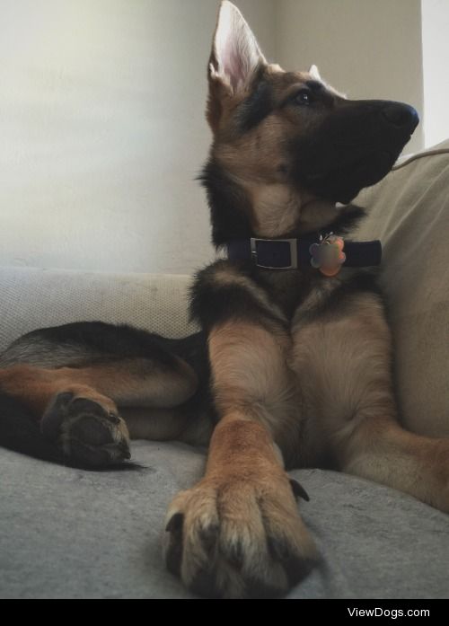 My 6 month old German Shepherd, Luna. She was trying to take a…