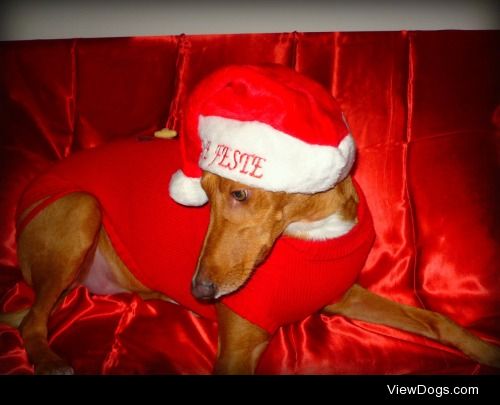 Merry Christmas to everyone from Verdi!!! Xoxo