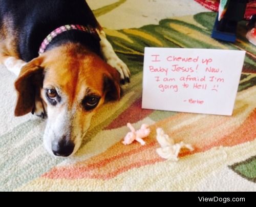 Pope says all dogs go to heaven, even you Bebe!

My beagle,…