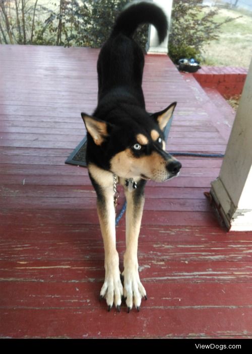 Loki
My best friend’s dog. German Shepherd/ Husky. He’s very…