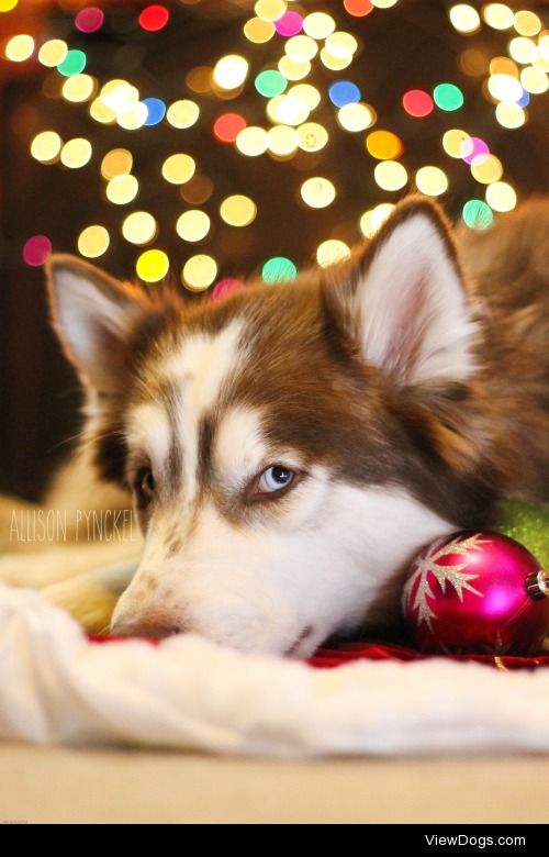handsomedogs:

Handsomedogs’ Holiday Giveaway!
These are the…