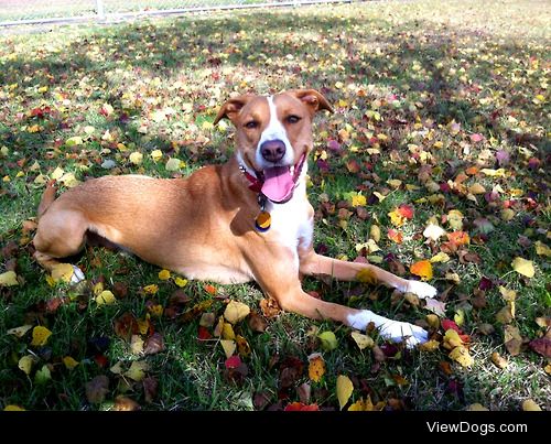 My mutt Hoxton enjoying the fall weather at the park