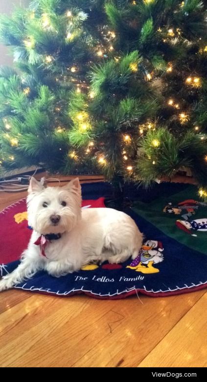 Meet Roxy, our festive 9 year old Westie who hardly waits for…