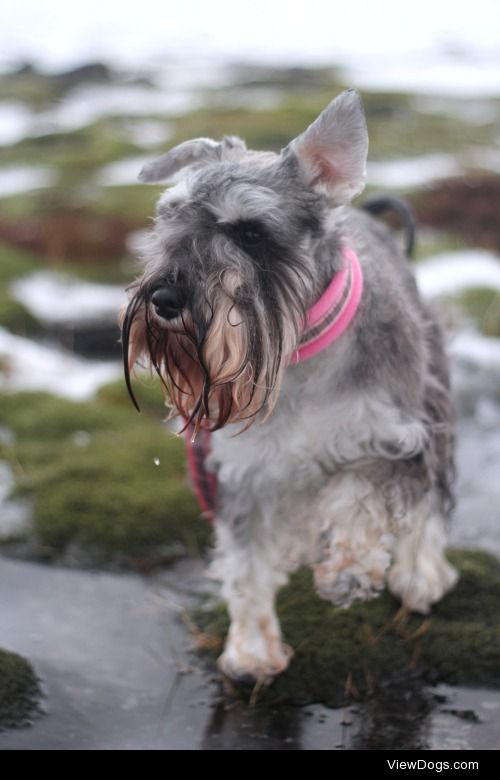 perfectdogs:

She’s having a bad ear day.