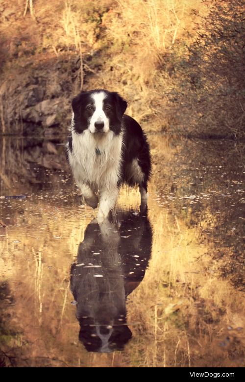megpricephotography:

Follow Me.
Barney on the edge of a flooded…