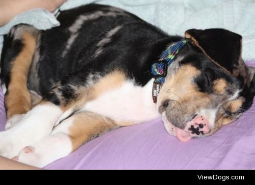 Crockett the Catahoula Leopard Dog.