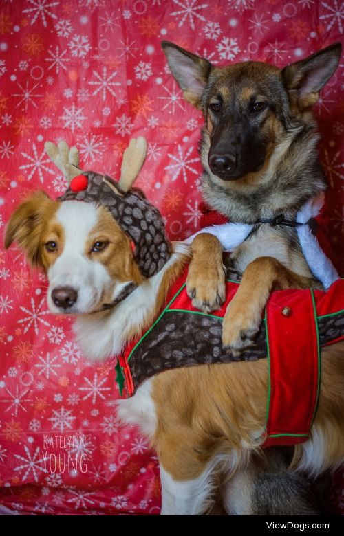 shepherd-tails:

12/30/2014
I think they’re 110% done with my…