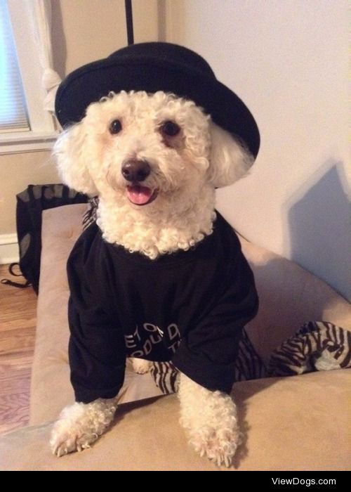 Vinny, a bichon frise.