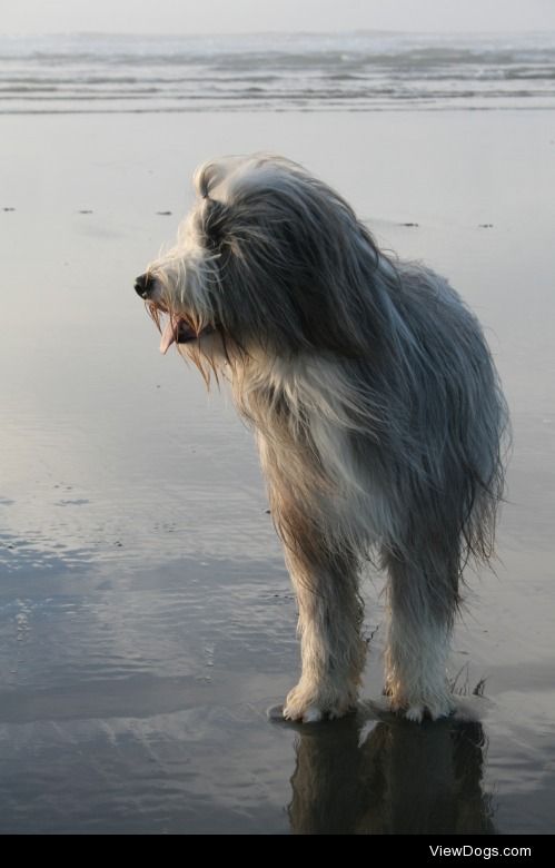 Bernie enjoying the beach times