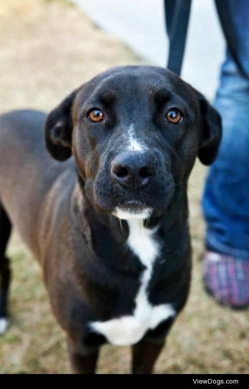 Daisy
Labrador Retriever Mix • Young • Female • Large
Alaska…