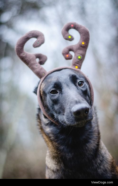 instinct-photography:

Christmas torture.