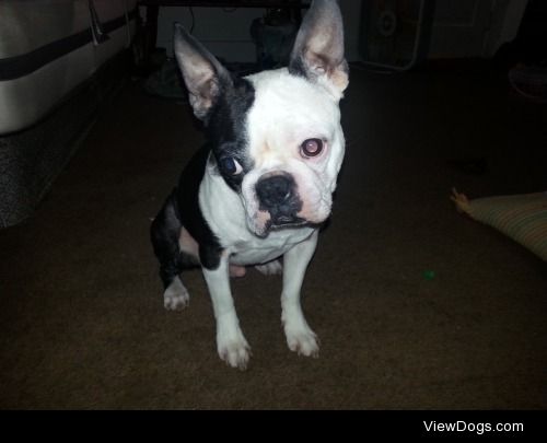 His name is Tanker. He is a Boston Terrier. He is about 6 years…