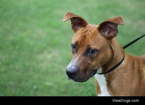 THOR
Pit Bull Terrier Mix & Mountain Cur • Adult • Male •…