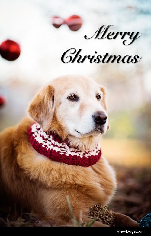 everybodyloveswillie:

Merry, Merry Christmas to all!  Momma…