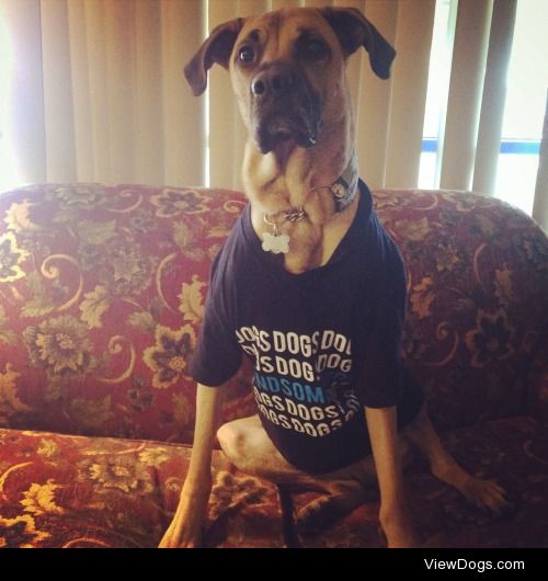 handsomedogs:

Only 4 hours left to get this fabulous shirt/tank…