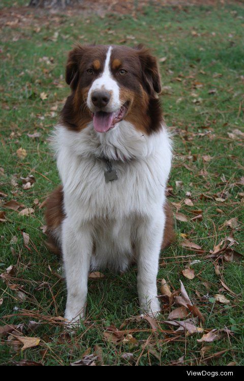 Finnley the Australian Shepherd