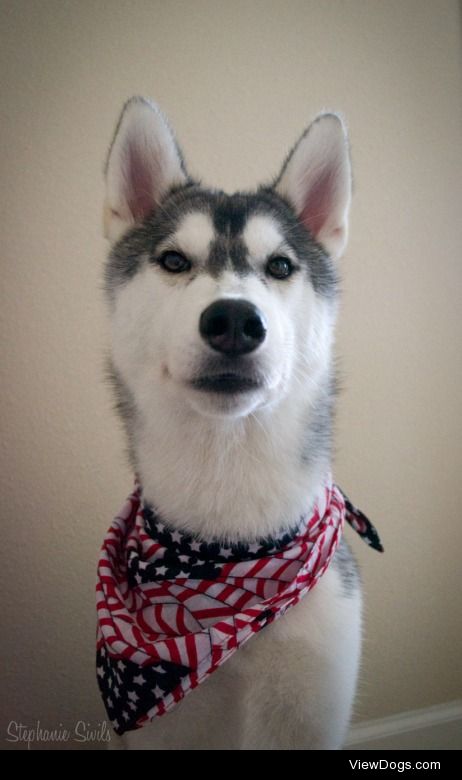 huskyhuddle:

Hubble Puppy on July 4th 2014