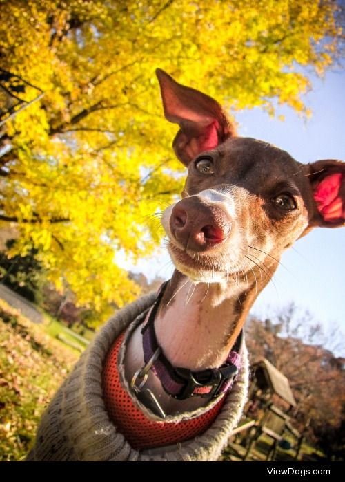 Piper the Italian Greyhound.