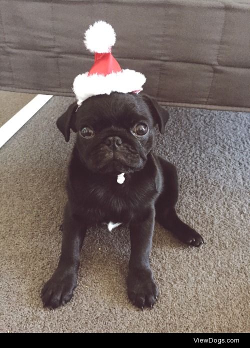 Sirius’ first Christmas! 
He got very spoilt