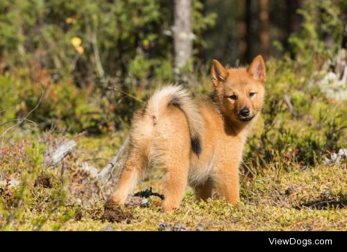 Finnish Spitz


Juha Saastamoinen