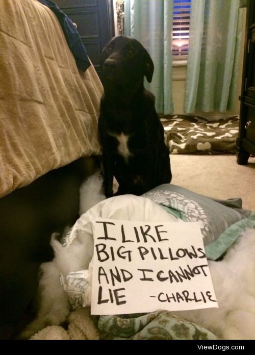 I like big pillows and I cannot lie

Charlie likes big pillows…..