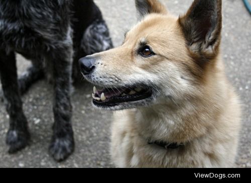 My uncles Finnish spitz mix Pepi.