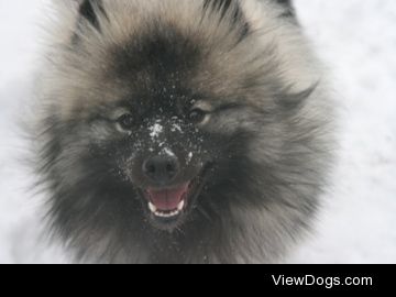 Smiles for daaaaaaaaays
#keeshond