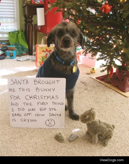 Santa isn’t happy about this

Santa brought me this bunny for…