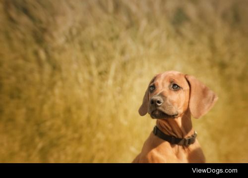 the little lion dog


Visions_by_Dany