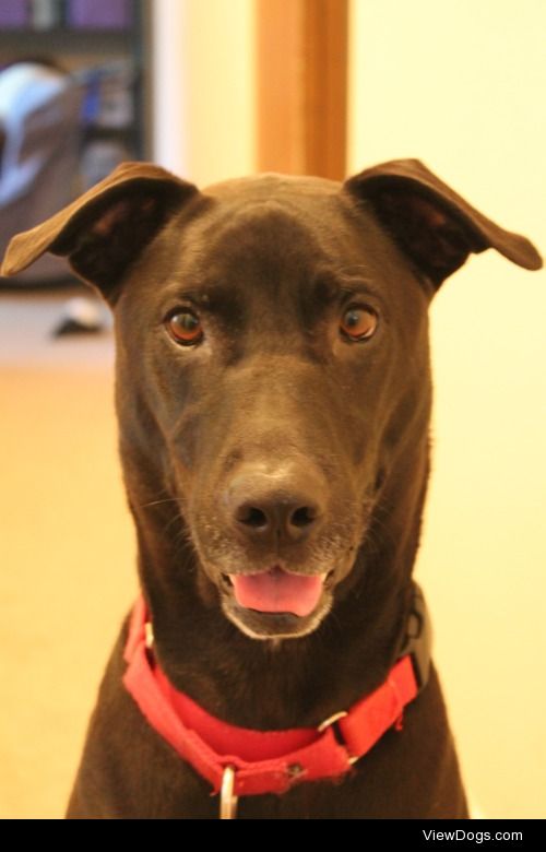 5 year old lab/greyhound mix posing for a picture