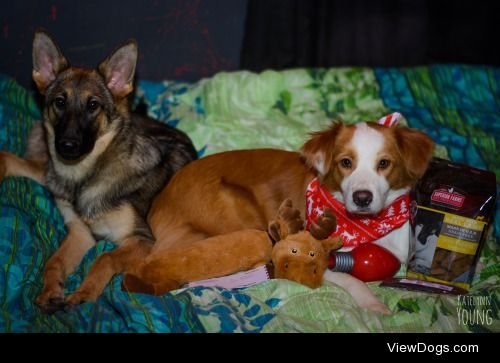 shepherd-tails:

12/24/2014
Our barkbox came in from…