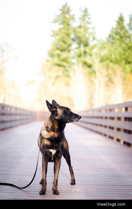 theseinconvenientfireworks:

"Siege" IPO1 – Belgian Malinois