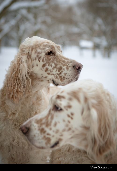 jacquijr:

English Setters, Chorley Park