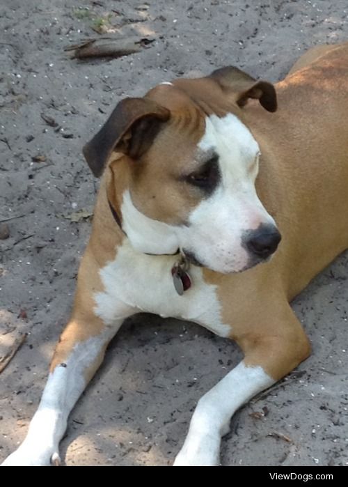 My American Bulldog, Buddy, contemplating life as a dog…..
