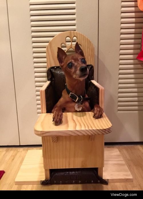 Zeus is ready to eat in his new bailey chair!