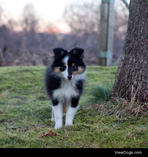 Zelda is a shetland sheepdog puppy from Norway that’s love to be…