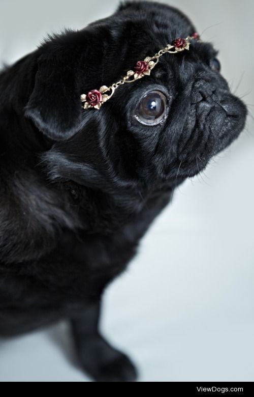 my pug Bambi looking fabulous (photographed by me)