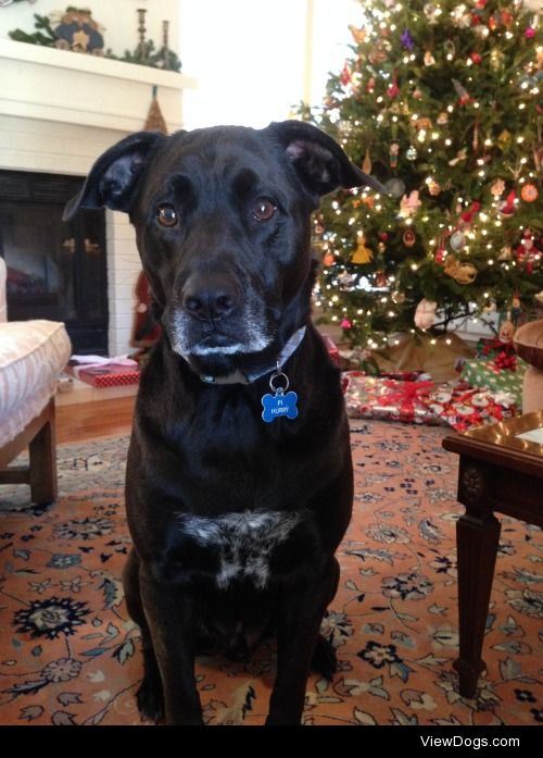 Pi, 5 years old, lab/pit bull mix
(the pi sign was more distinct…