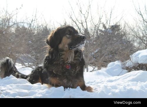 This is Max :) He is a German Shepard mix. He loooves the snow! 