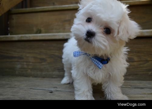 Dover the Maltese