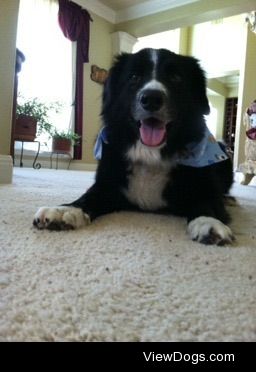 Jet a 6 year old boarder collie