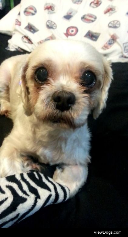 My 11 year old Shih-Tzu puppy, Max